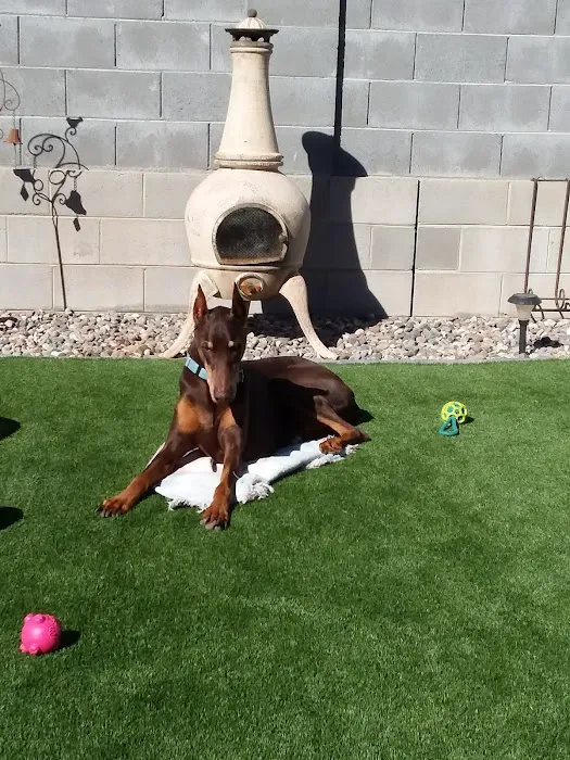 Lovet Pet Health Care - Verrado Picture 8