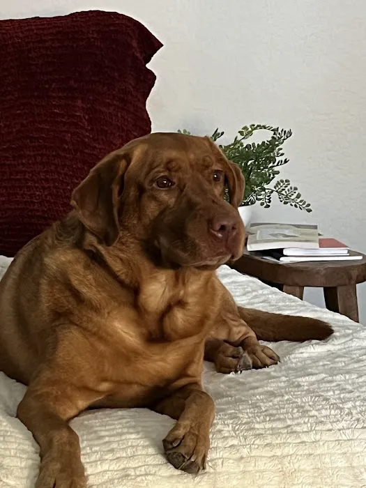 Lovet Pet Health Care - Verrado Picture 4