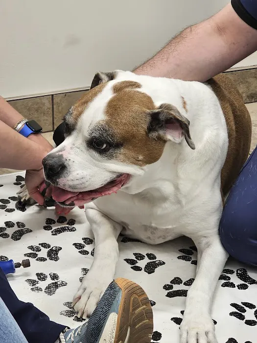 Lovet Pet Health Care - Verrado Picture 1