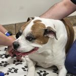 Lovet Pet Health Care - Verrado