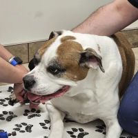 Lovet Pet Health Care - Verrado ico