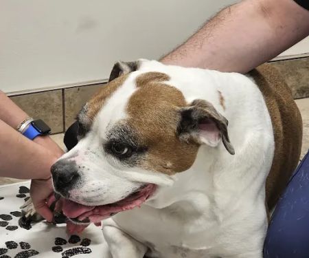 Lovet Pet Health Care - Verrado
