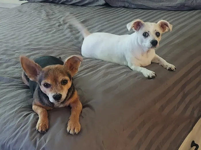 Lovet Pet Health Care - Verrado Picture 5