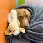 Marketside Animal Hospital at Verrado