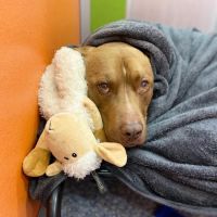 Marketside Animal Hospital at Verrado ico