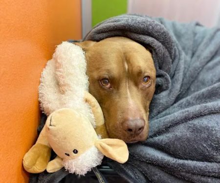 Marketside Animal Hospital at Verrado