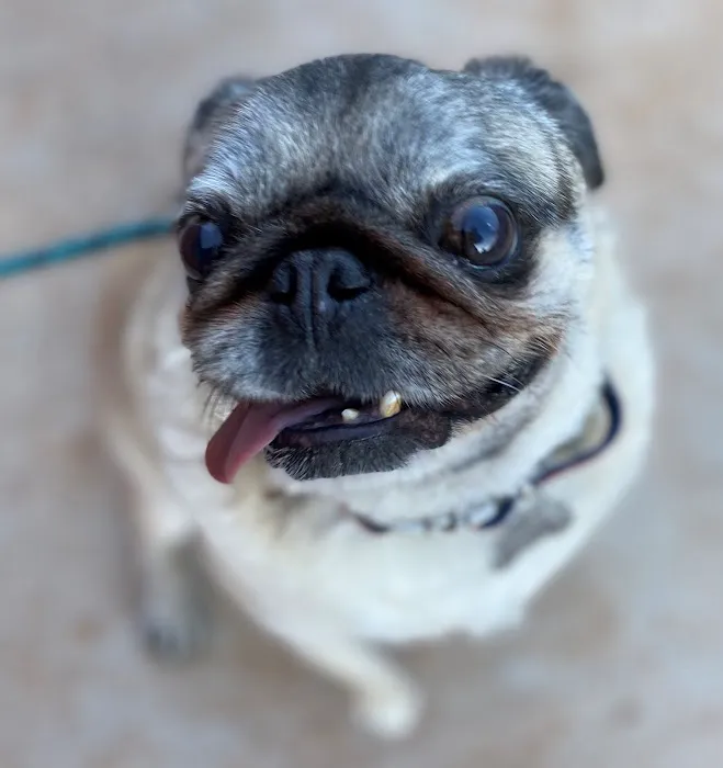 Marketside Animal Hospital at Verrado Picture 5