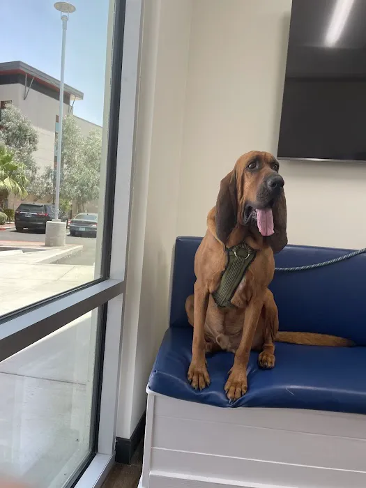 Marketside Animal Hospital at Verrado Picture 10