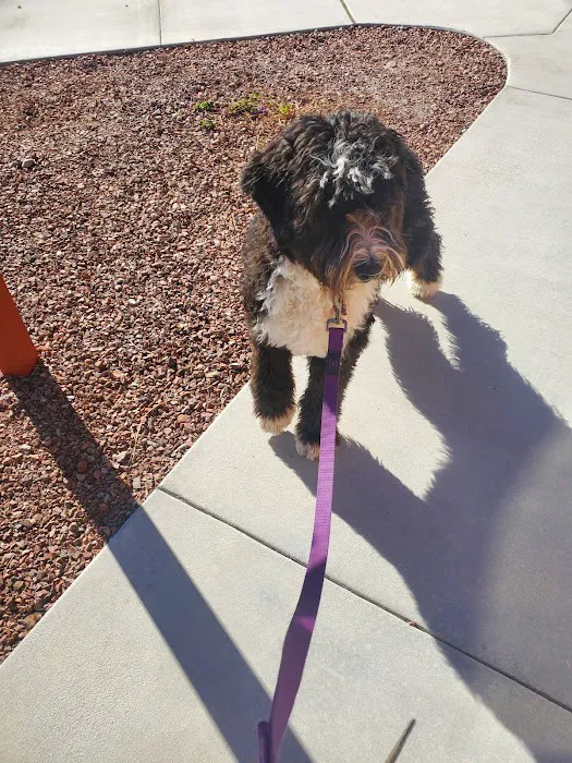 Marketside Animal Hospital at Verrado Picture 8
