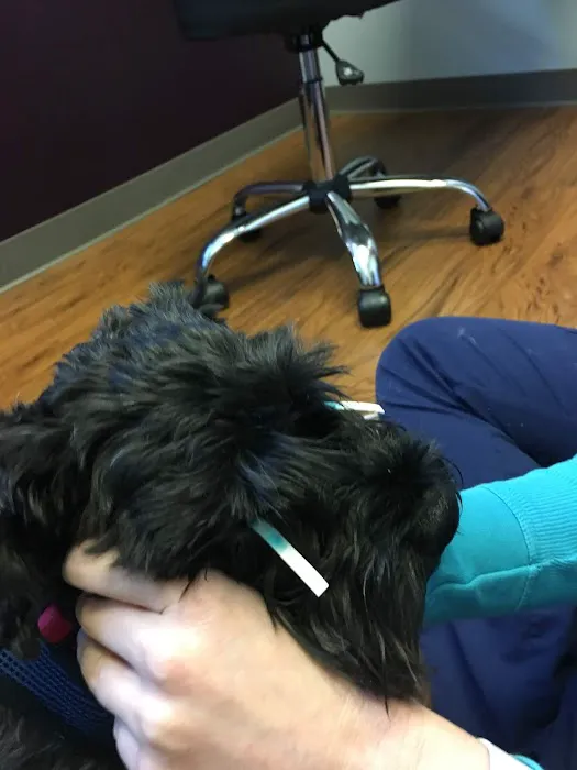 Eyeshine Veterinary Picture 5