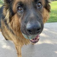 Eyeshine Veterinary ico