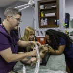 Desert Rose Animal Hospital