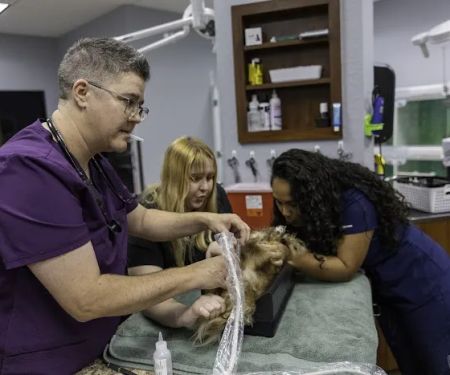 Desert Rose Animal Hospital