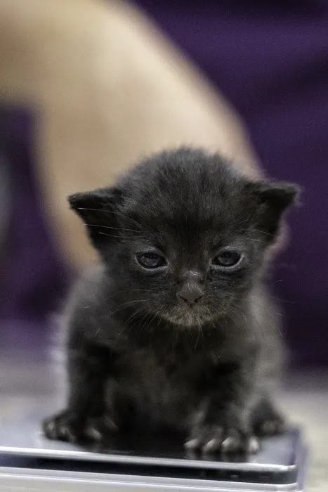 Desert Rose Animal Hospital Picture 9
