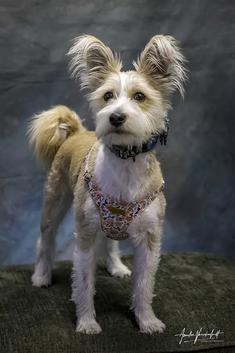 Desert Rose Animal Hospital Picture 3