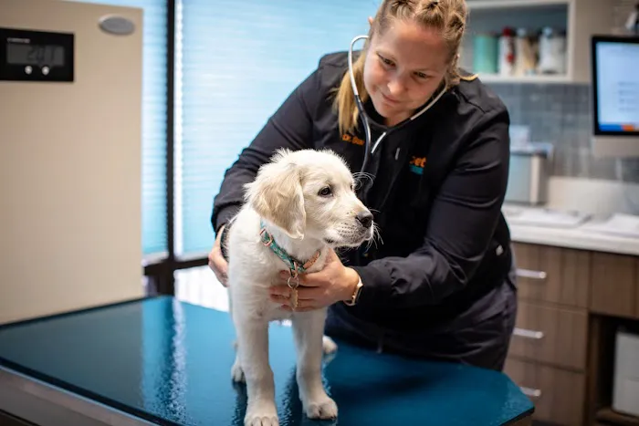 1st Pet Veterinary Centers - Chandler Picture 1