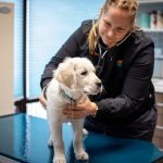 1st Pet Veterinary Centers - Chandler