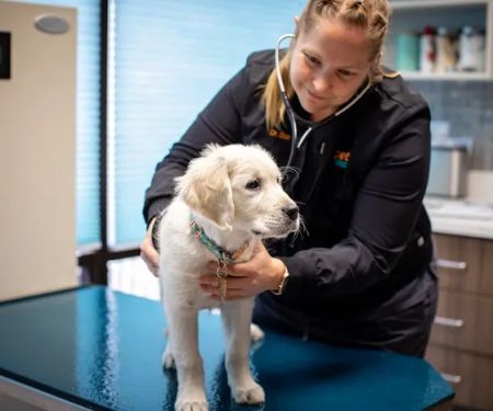 1st Pet Veterinary Centers - Chandler