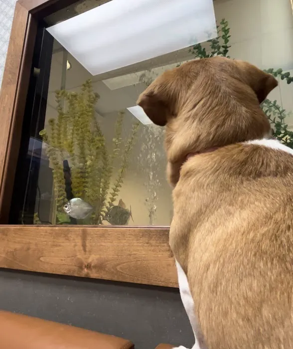 1st Pet Veterinary Centers - Chandler Picture 7