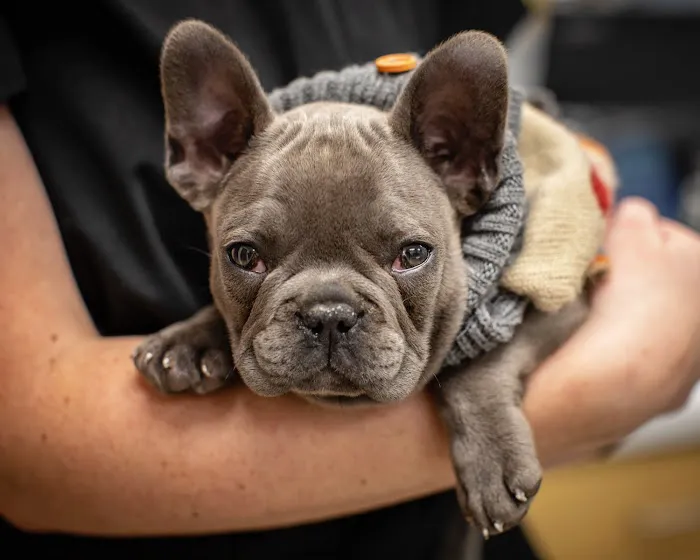 1st Pet Veterinary Centers - Chandler Picture 6