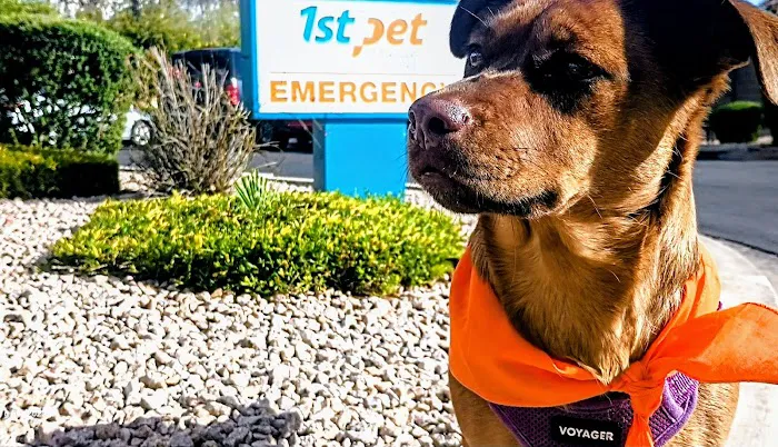 1st Pet Veterinary Centers - Chandler Picture 2