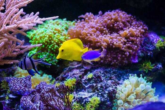 TRUVU Aquariums Picture 9