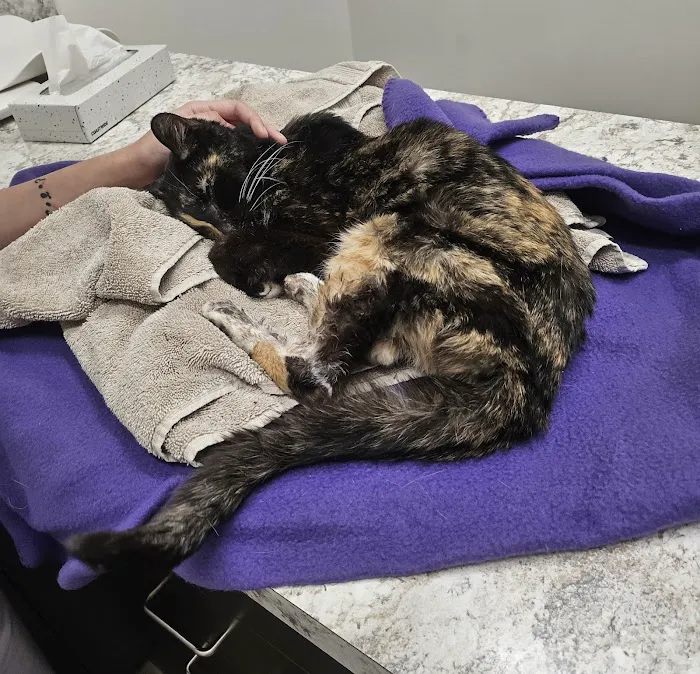 Amethyst Veterinary Clinic Picture 5