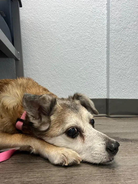 Arizona Avenue Animal Clinic Picture 1