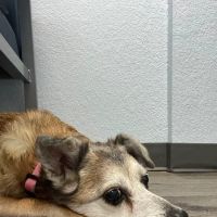 Arizona Avenue Animal Clinic ico