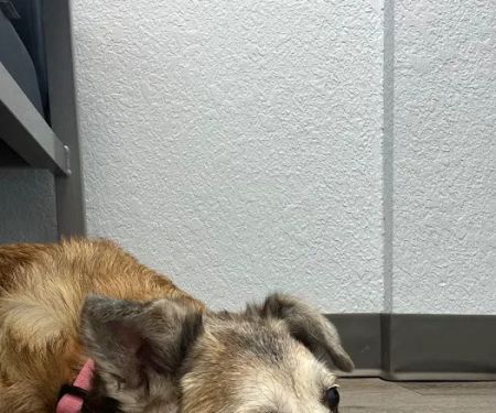 Arizona Avenue Animal Clinic