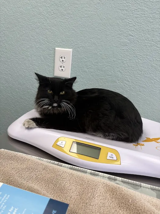 Arizona Avenue Animal Clinic Picture 6