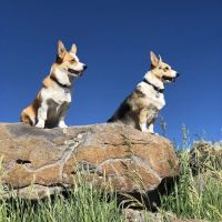 Pet Dental USA ico