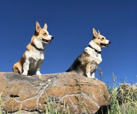Pet Dental USA