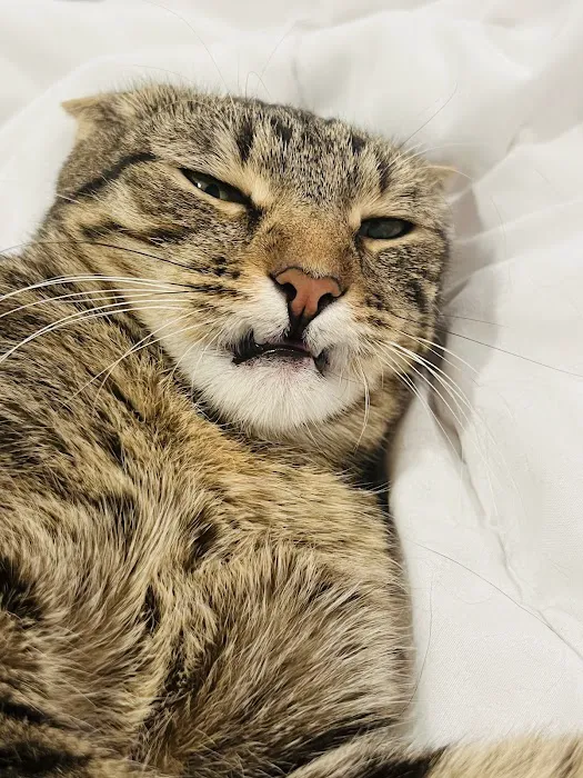Pet Dental USA Picture 2