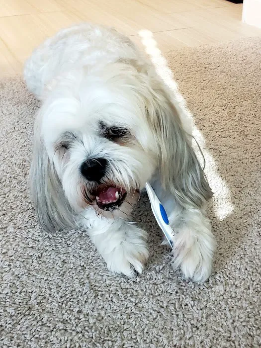 Pet Dental USA Picture 9