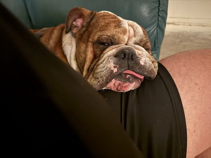 Phoenix Mobile Veterinarians and Animal Hospital Picture 10