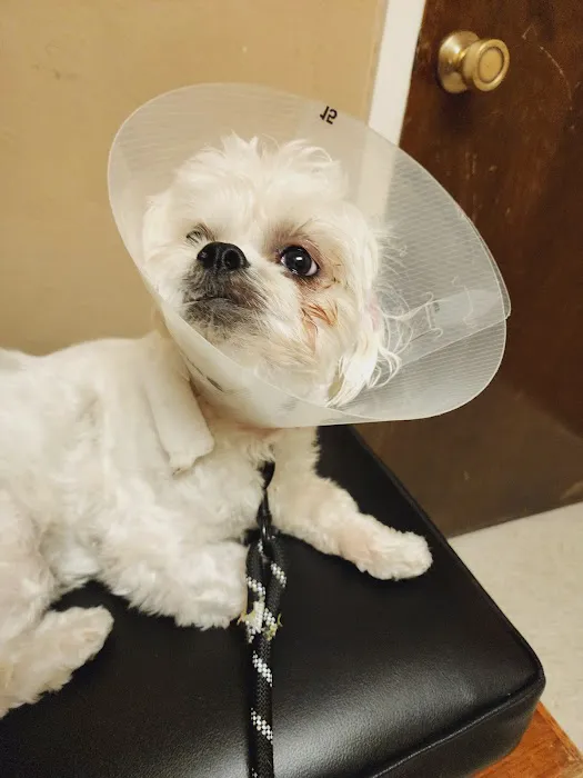 Eastside Animal Hospital Picture 6