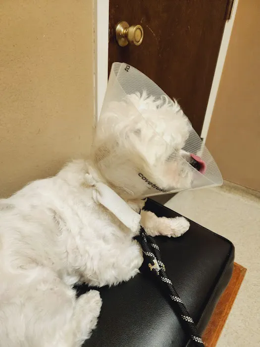 Eastside Animal Hospital Picture 8