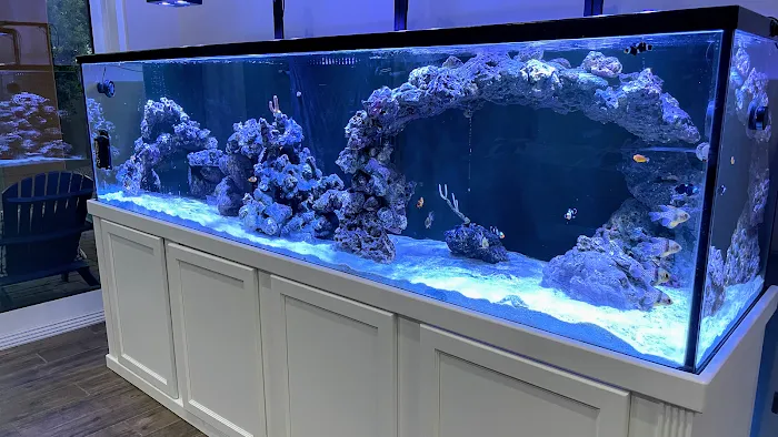 Sea Savvy Aquarium Picture 7