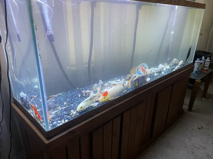 Sea Savvy Aquarium Picture 5