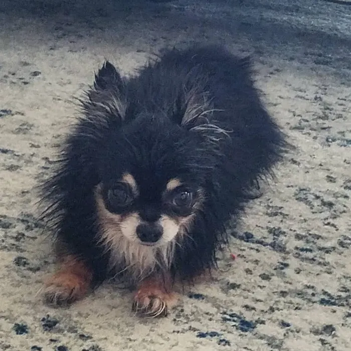 Banfield Pet Hospital Picture 7
