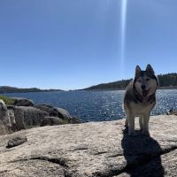 Paws Veterinary Clinic ico