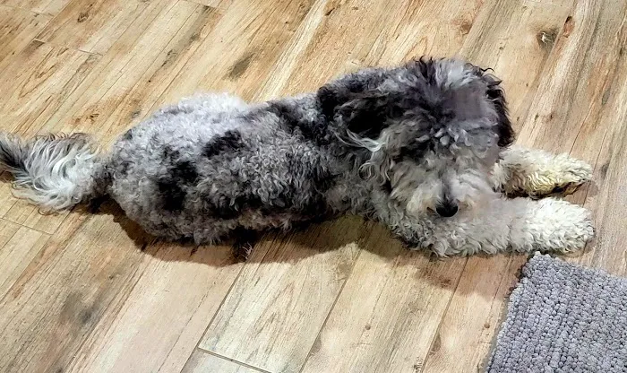 Paws Veterinary Clinic Picture 5