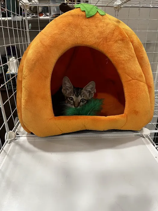 Paws Veterinary Clinic Picture 8