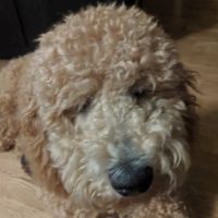 Vetco Vaccination Clinic ico
