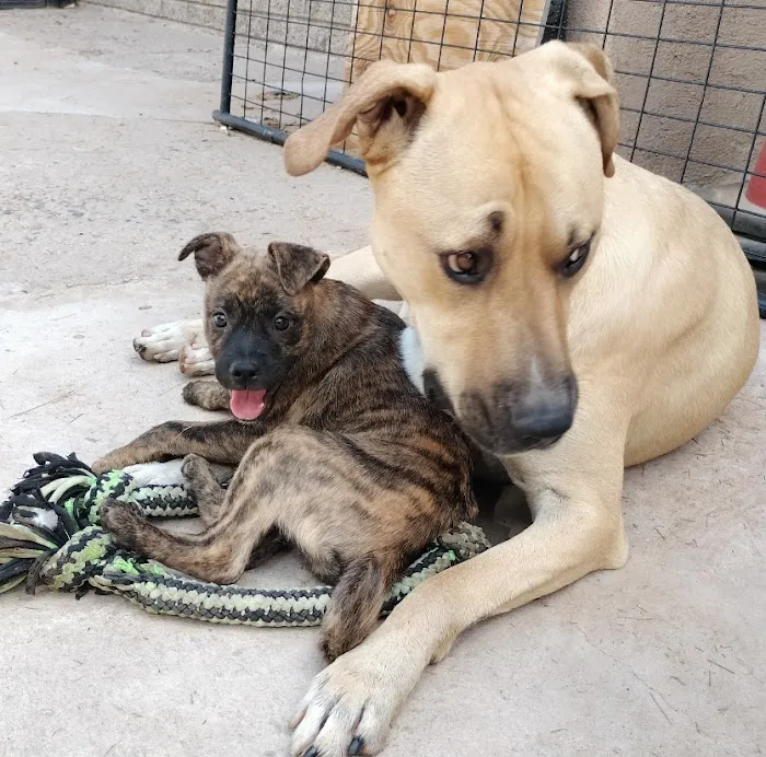 Vetco Vaccination Clinic Picture 6
