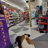 Petco ico