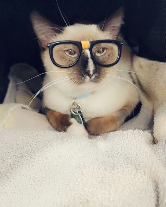 EVE Pet Hospital Picture 7