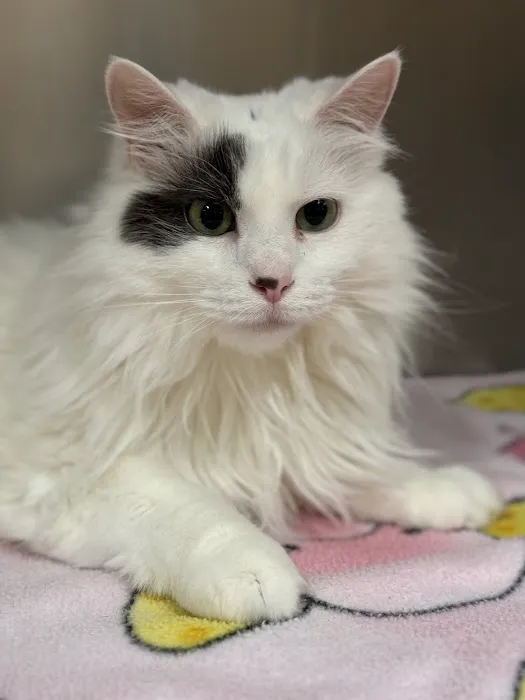 EVE Pet Hospital Picture 2