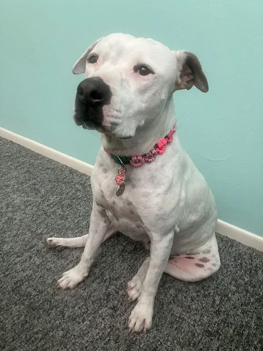 EVE Pet Hospital Picture 4